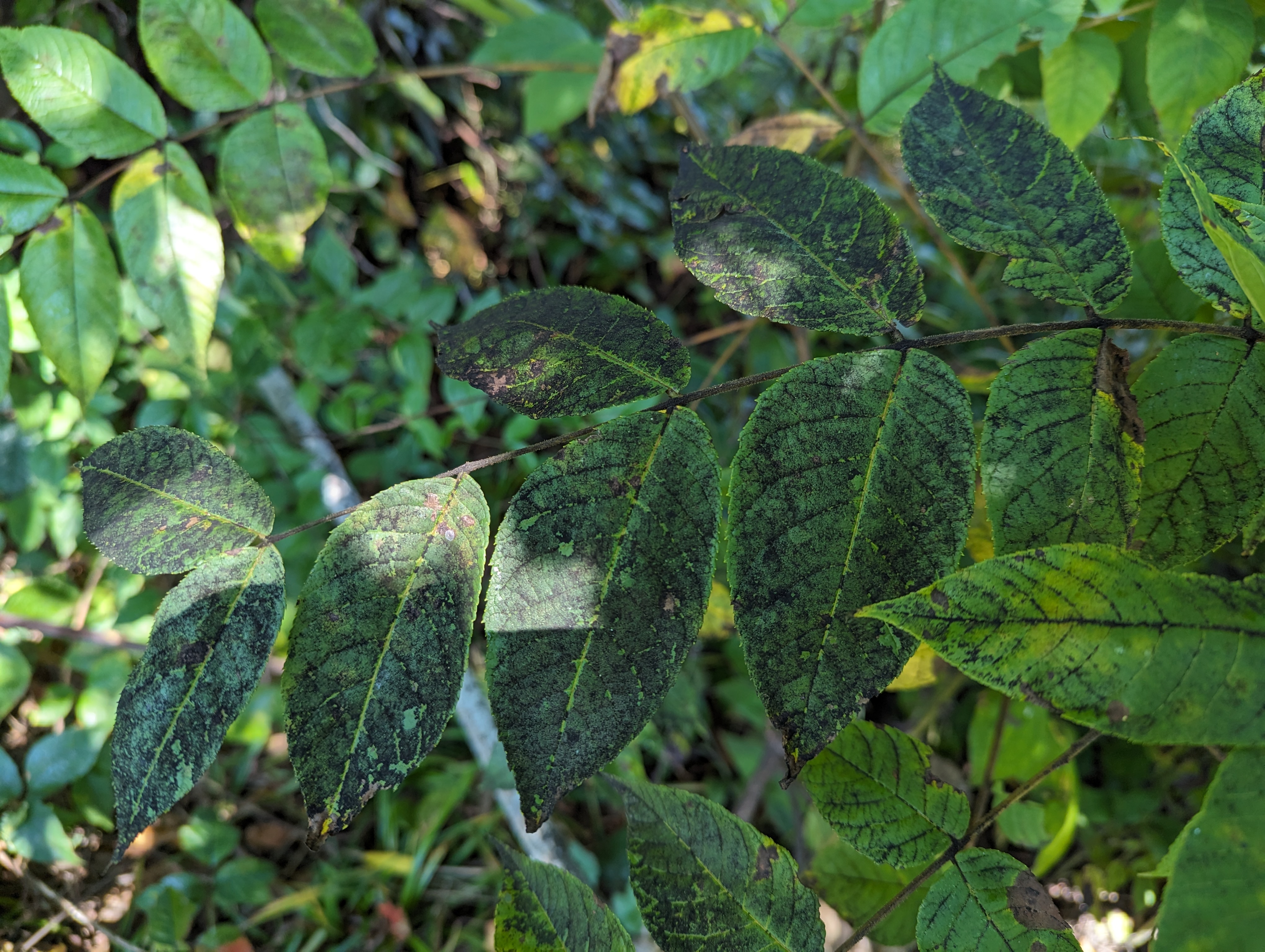 Black sooty mold growing on honeydew, covers leaves of young ToH.